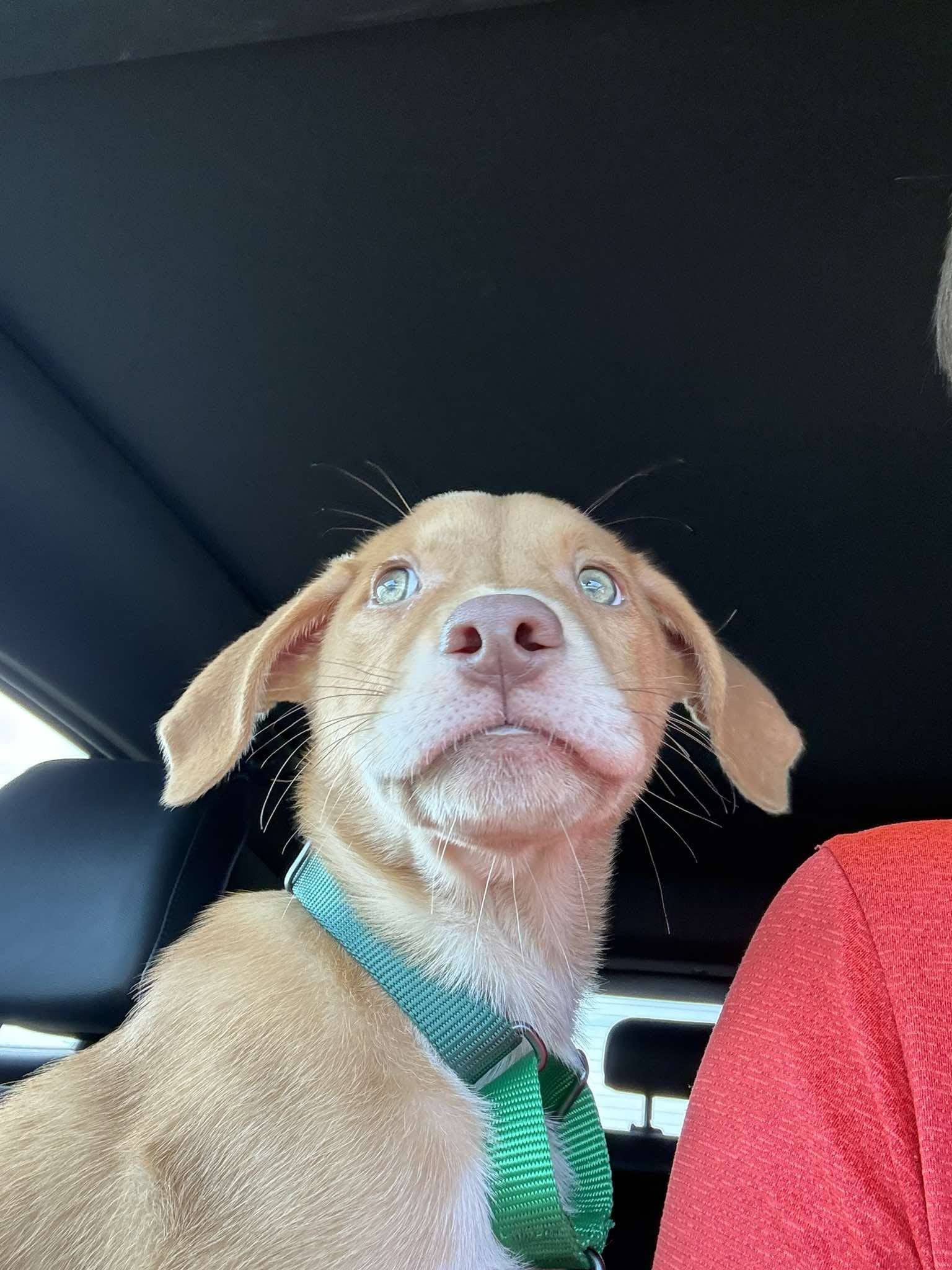 Biscuit