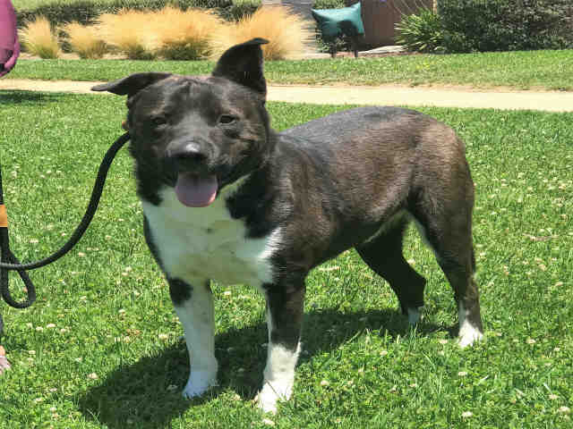 adoptable Dog in Alameda, CA named KAZHEM