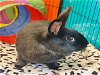 adoptable Rabbit in alameda, CA named PILSNER