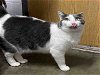 adoptable Cat in alameda, ca, CA named GANDALF