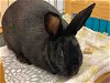 adoptable Rabbit in alameda, CA named BUNNY