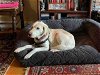 adoptable Dog in alameda, CA named BRUNO