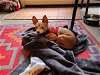 adoptable Dog in alameda, CA named STAN LEE