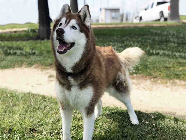 adoptable Dog in Alameda, CA named SASHA