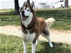 adoptable Dog in alameda, CA named SASHA