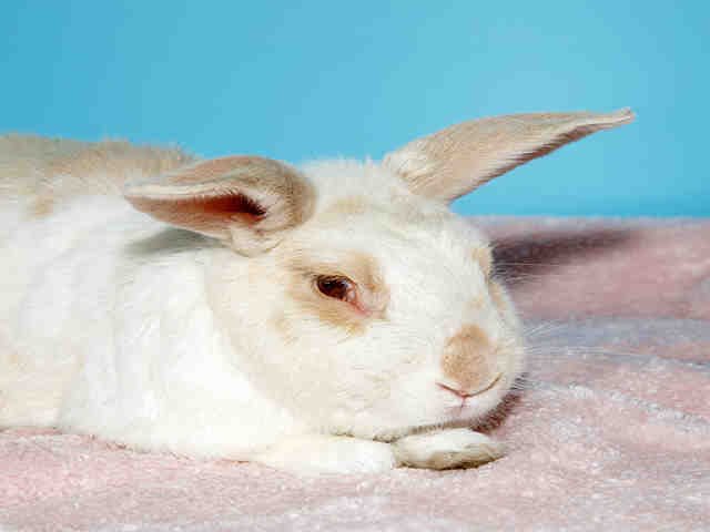 adoptable Rabbit in Alameda, CA named PONYO