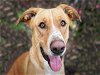 adoptable Dog in alameda, CA named SCRAPPY DOO