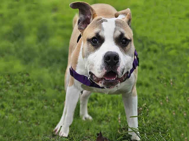 adoptable Dog in Alameda, CA named GUY FIERI