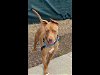 adoptable Dog in alameda, ca, CA named CHEYENNE
