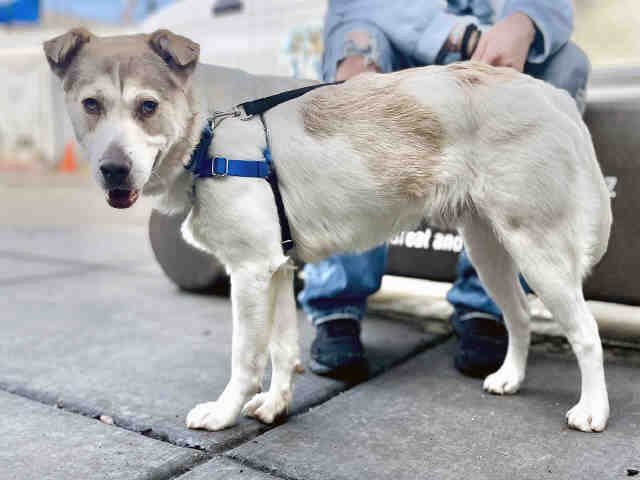 adoptable Dog in Alameda, CA named MERLE