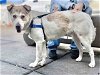 adoptable Dog in alameda, CA named MERLE