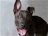 adoptable Dog in alameda, CA named BINGO