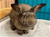 adoptable Rabbit in alameda, CA named MERCURY