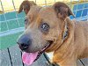 adoptable Dog in  named BUSTER BROWN