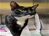 adoptable Cat in alameda, ca, CA named GEM