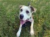 adoptable Dog in alameda, ca, CA named CARTER