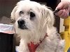 adoptable Dog in alameda, ca, CA named GEORGE