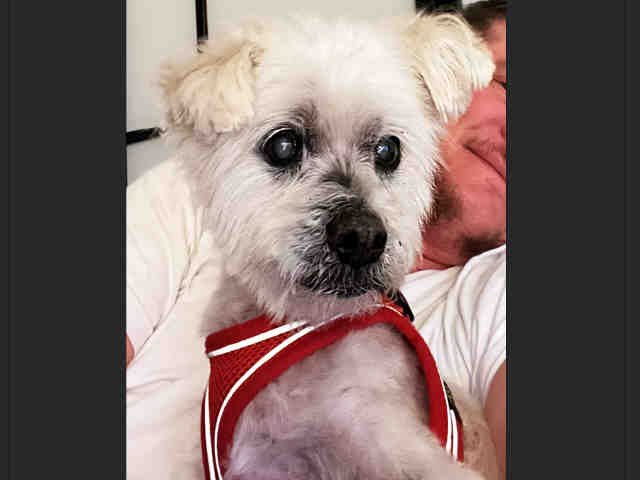 adoptable Dog in Alameda, CA named GEORGE
