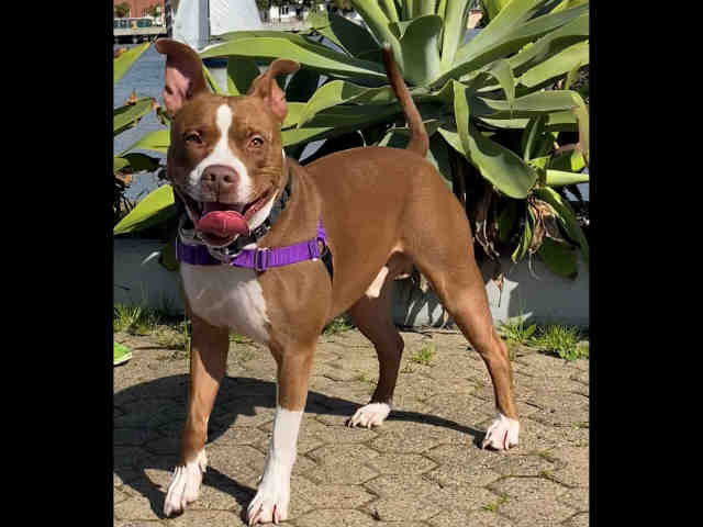 adoptable Dog in Alameda, CA named REDVINE