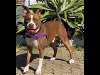 adoptable Dog in alameda, CA named REDVINE