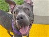 adoptable Dog in alameda, CA named PONCHO
