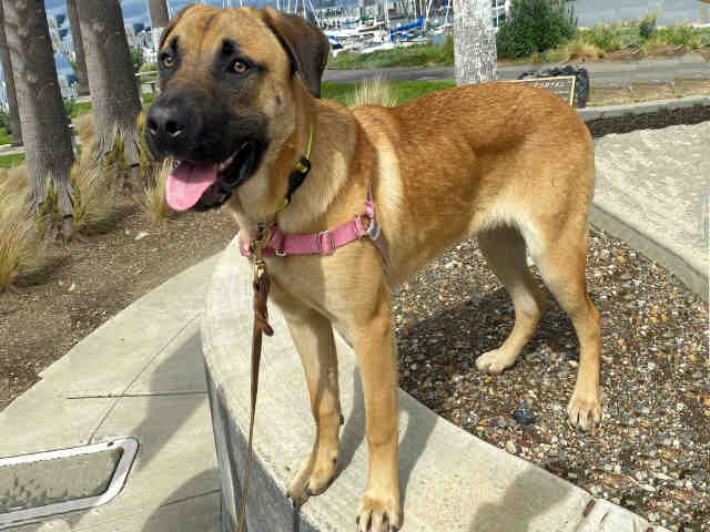 adoptable Dog in Alameda, CA named DEXTER