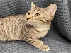 adoptable Cat in alameda, CA named ARGYLE