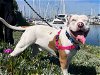 adoptable Dog in alameda, CA named BARNEY