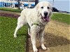 adoptable Dog in alameda, CA named LUKE SKYWALKER