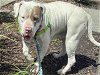 adoptable Dog in alameda, CA named TANKITA