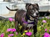 adoptable Dog in alameda, ca, CA named GABBY