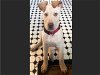 adoptable Dog in alameda, CA named JASPER