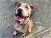 adoptable Dog in alameda, ca, CA named CHAMPAGNE