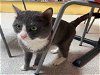 adoptable Cat in la, CA named AUGGIE