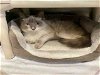 adoptable Cat in alameda, CA named SAND DOLLAR