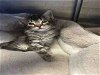 adoptable Cat in alameda, CA named OLEANDER