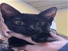 adoptable Cat in alameda, CA named RIVER