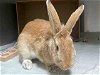 adoptable Rabbit in  named WATERMELON