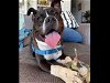 adoptable Dog in la, CA named JULIA CHILD
