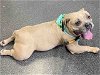 adoptable Dog in  named STORY