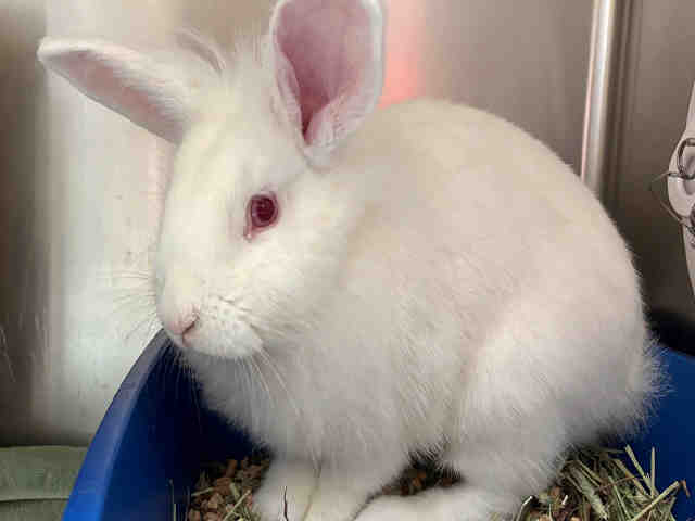 adoptable Rabbit in Alameda, CA named NABOKOV