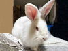 adoptable Rabbit in Alameda, CA named TOLSTOY