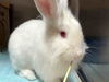 adoptable Rabbit in Alameda, CA named GOGOL