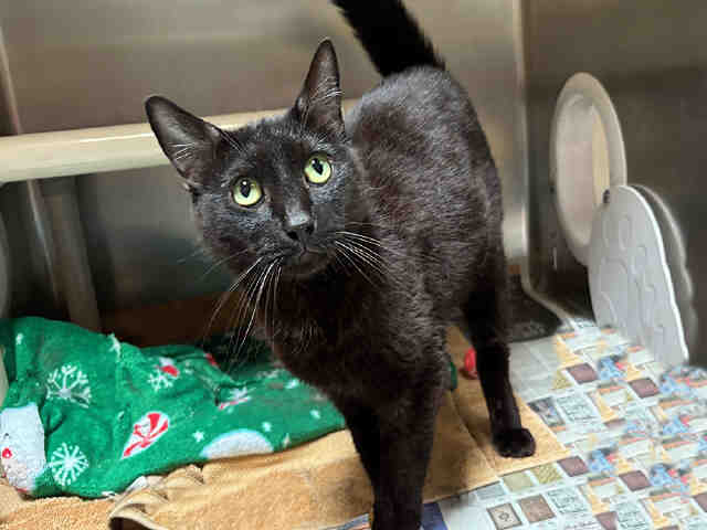 adoptable Cat in Alameda, CA named LICORICE