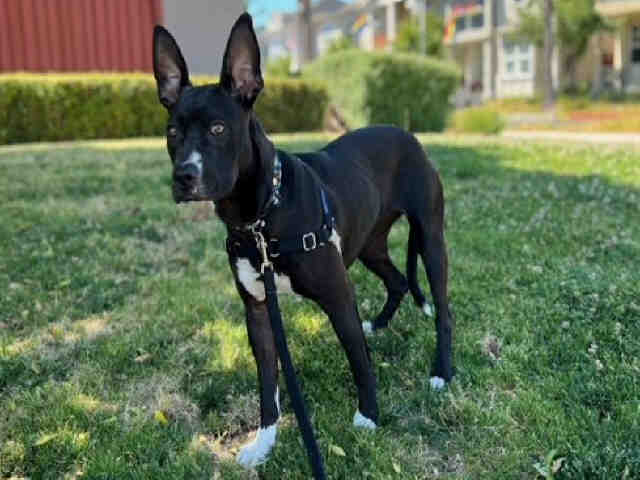 adoptable Dog in Alameda, CA named MACHU PICCHU