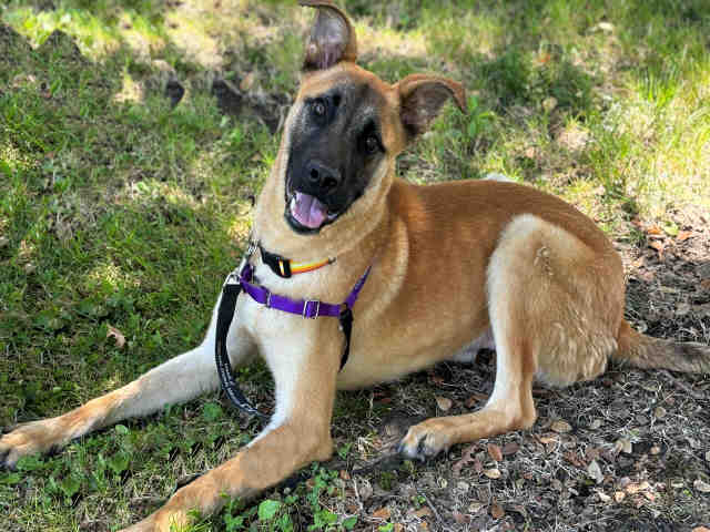 adoptable Dog in Alameda, CA named DERBY