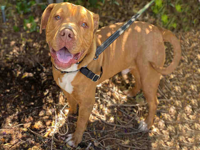 adoptable Dog in Alameda, CA named HUDSON