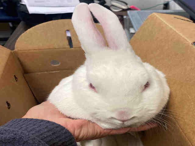 adoptable Rabbit in Alameda, CA named SOPHIE