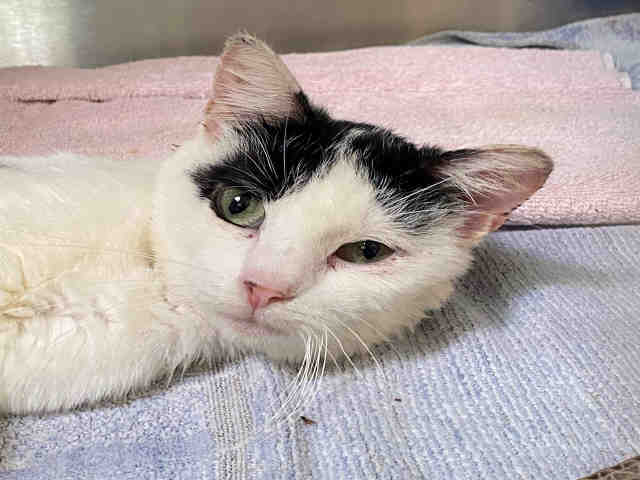 adoptable Cat in Alameda, CA named MARSH WREN