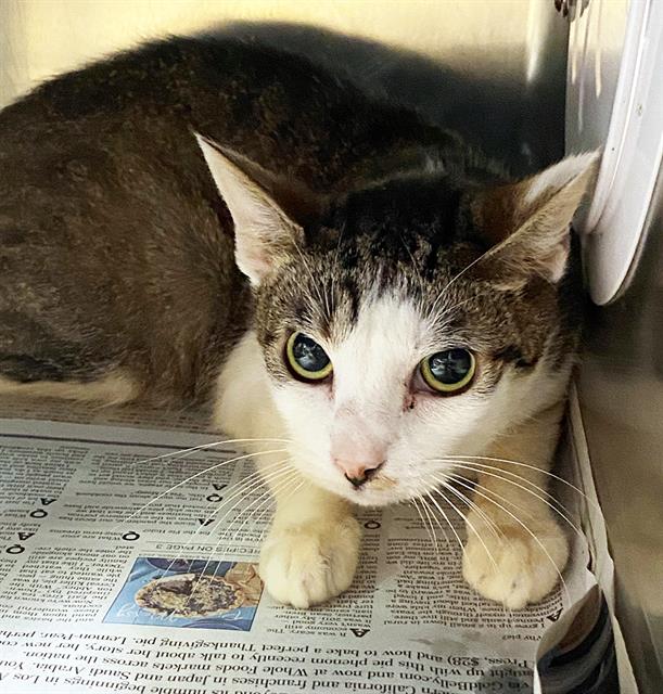 adoptable Cat in Alameda, CA named NAAN